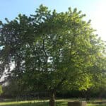 Baum web 150x150