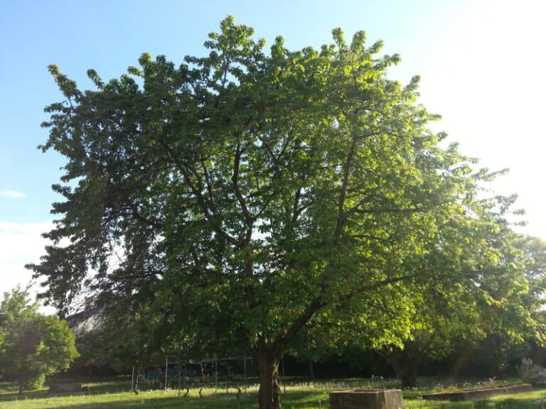 Baum web 768x576